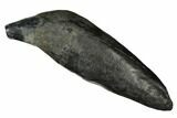 Fossil Sperm Whale (Scaldicetus) Tooth - South Carolina #178752-1